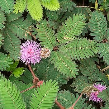 Amazon.com : CHUXAY GARDEN Sensitive Plant Seed 200 Seeds